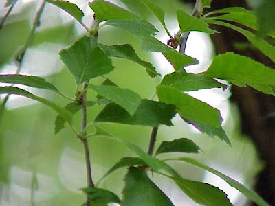 Red birch Red birch