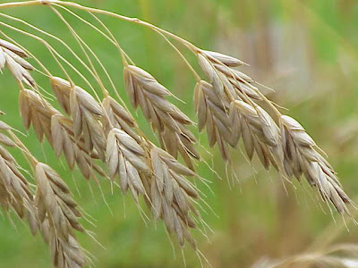 Bromegrass Bromegrass