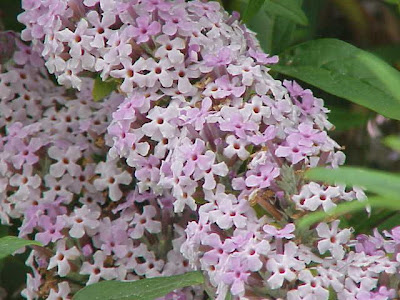 Buddleia alternifolia Buddleia alternifolia