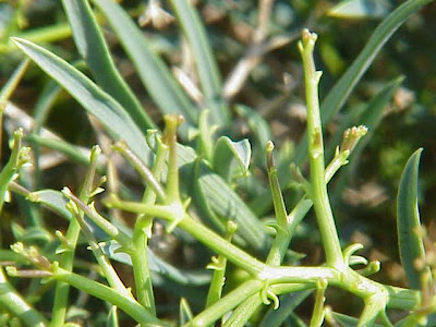 Bupleurum spinosum,
Spiny Hare's Ear Bupleurum spinosum,
Spiny Hare's Ear