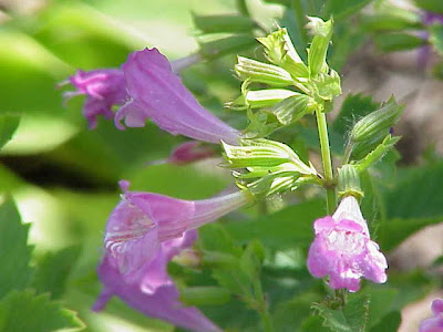 Calament à grandes fleurs Calament à grandes fleurs