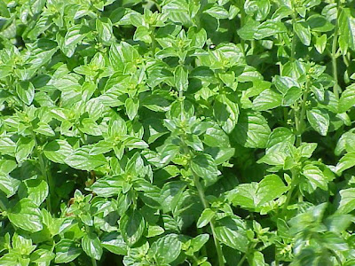 Calamintha nepeta nepeta Calamintha nepeta nepeta