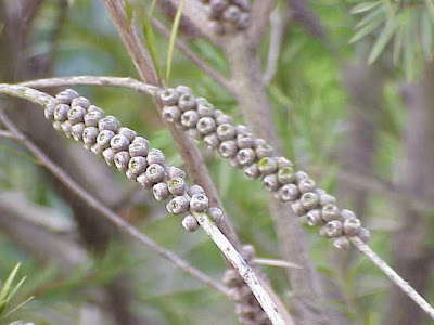 Alpine bottlebrush Alpine bottlebrush