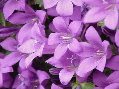 Campanula portenschlagiana Campanula portenschlagiana