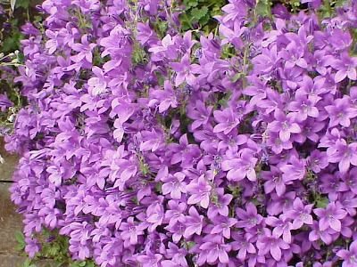 Campanula portenschlagiana Campanula portenschlagiana