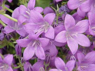 Campanula poscharskyana
