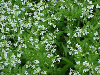 Large Bittercress Large Bittercress