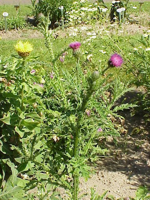 Curled thistle Curled thistle