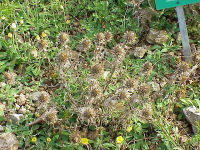 Carlina vulgaris L.