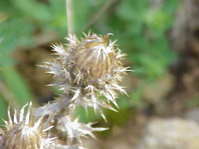 Carlina vulgaris L.