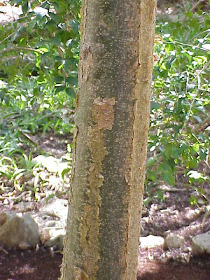 West Indian-birch West Indian-birch