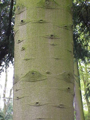 Abies homolepis,
Nikko fir,
Nikkotanne Abies homolepis,
Nikko fir,
Nikkotanne