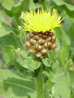 Big-headed knapweed Big-headed knapweed
