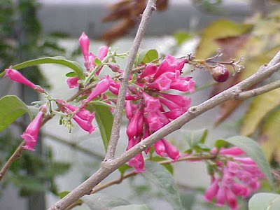 Crimson cestrum Crimson cestrum