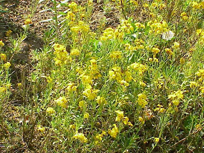 Wallflower Wallflower