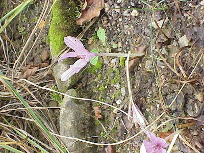 Autumn Crocus Autumn Crocus