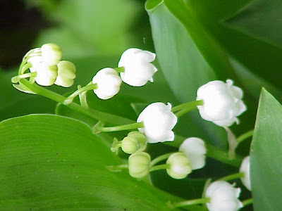 Giglio delle convalli Giglio delle convalli