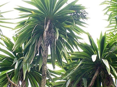 Cabbage tree Cabbage tree