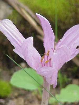 Autumn Crocus Autumn Crocus