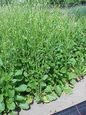 Crambe d'Abyssinie Crambe d'Abyssinie