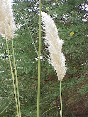 Capim-dos-pampas Capim-dos-pampas