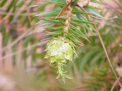 Common China Fir Common China Fir