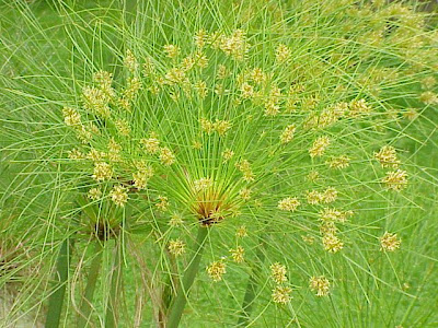 Cyperus papyrus L.