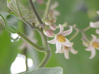 Tamarillo