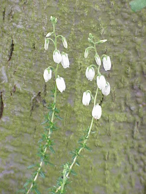 Daboecia cantabrica,
St. Dabeoc's heath