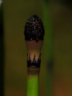 Equisetum hyemale L.