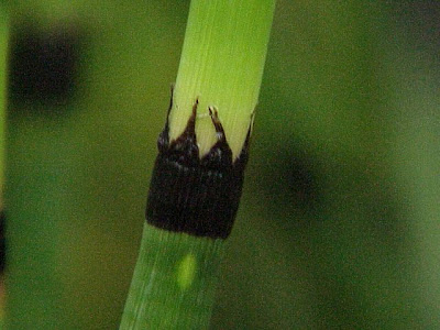 Equisetum hyemale L.