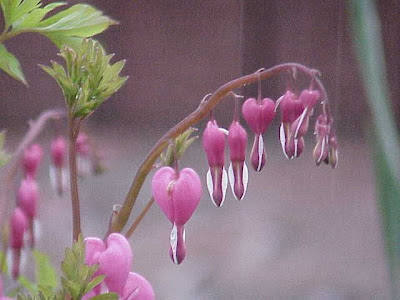 Common bleedinghearts Common bleedinghearts