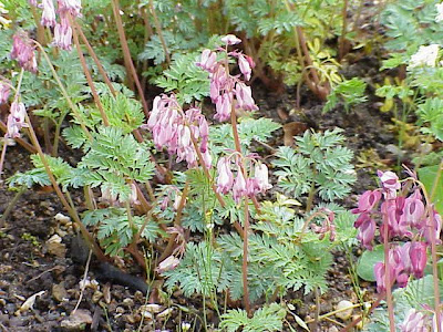 Bleeding-heart Bleeding-heart