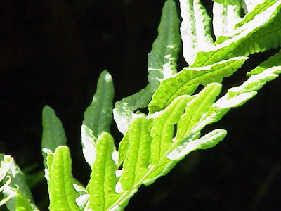 Dryopteris dilatata (Hoffm.) A.Gray