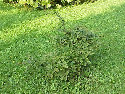Fagus sylvatica suentelensis