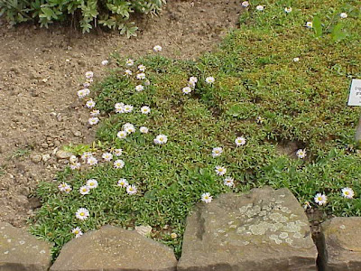 Largeflower fleabane Largeflower fleabane