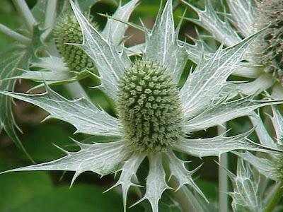 Tall Eryngo