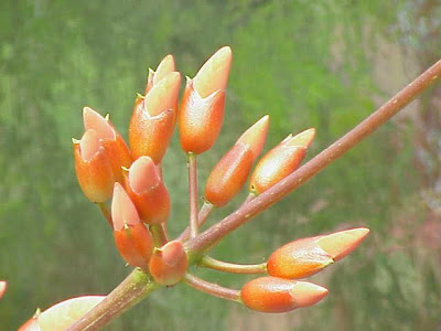 Cockspur coraltree Cockspur coraltree