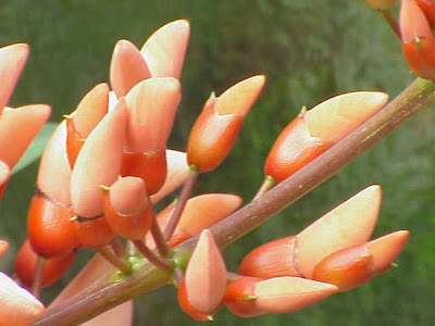 Cockspur coraltree Cockspur coraltree
