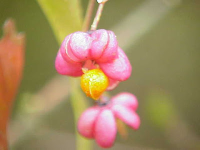 European spindletree