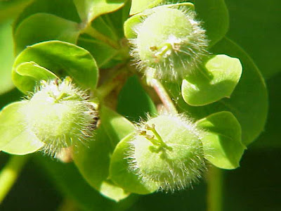 Euphorbia dulcis L.