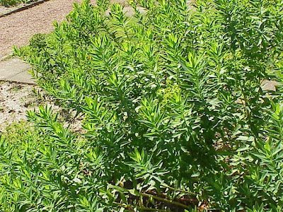 Euphorbia dulcis L.