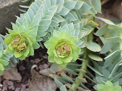 Euforbia mirsinite Euforbia mirsinite