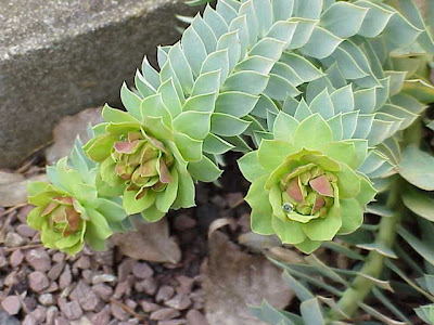 Euforbia mirsinite Euforbia mirsinite