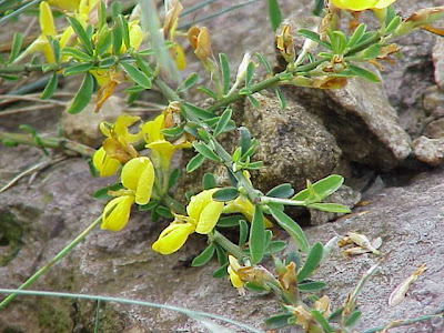 Ginestra tubercolosa Ginestra tubercolosa