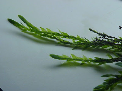 Giant antifever fontinalis moss