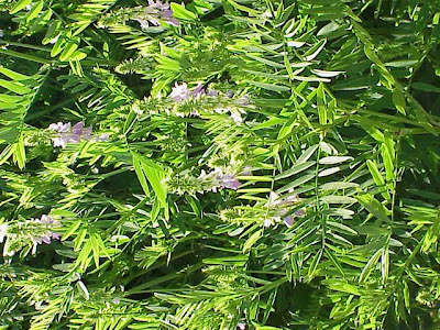 Galega officinalis,
Avanese,
Capraggine,
galega,
goat's rue,
goat's-rue,
goatsrue,
professor-weed,
professorweed