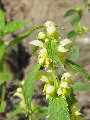 Galeobdolon luteum