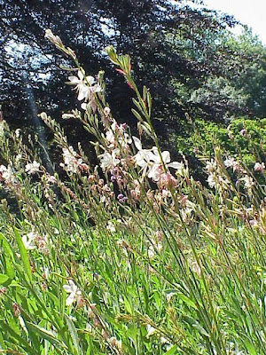 Gaura,
beeblossom,
gaura,
gaura sp.