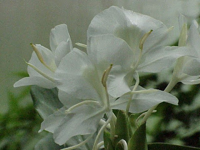 Ginger-lily